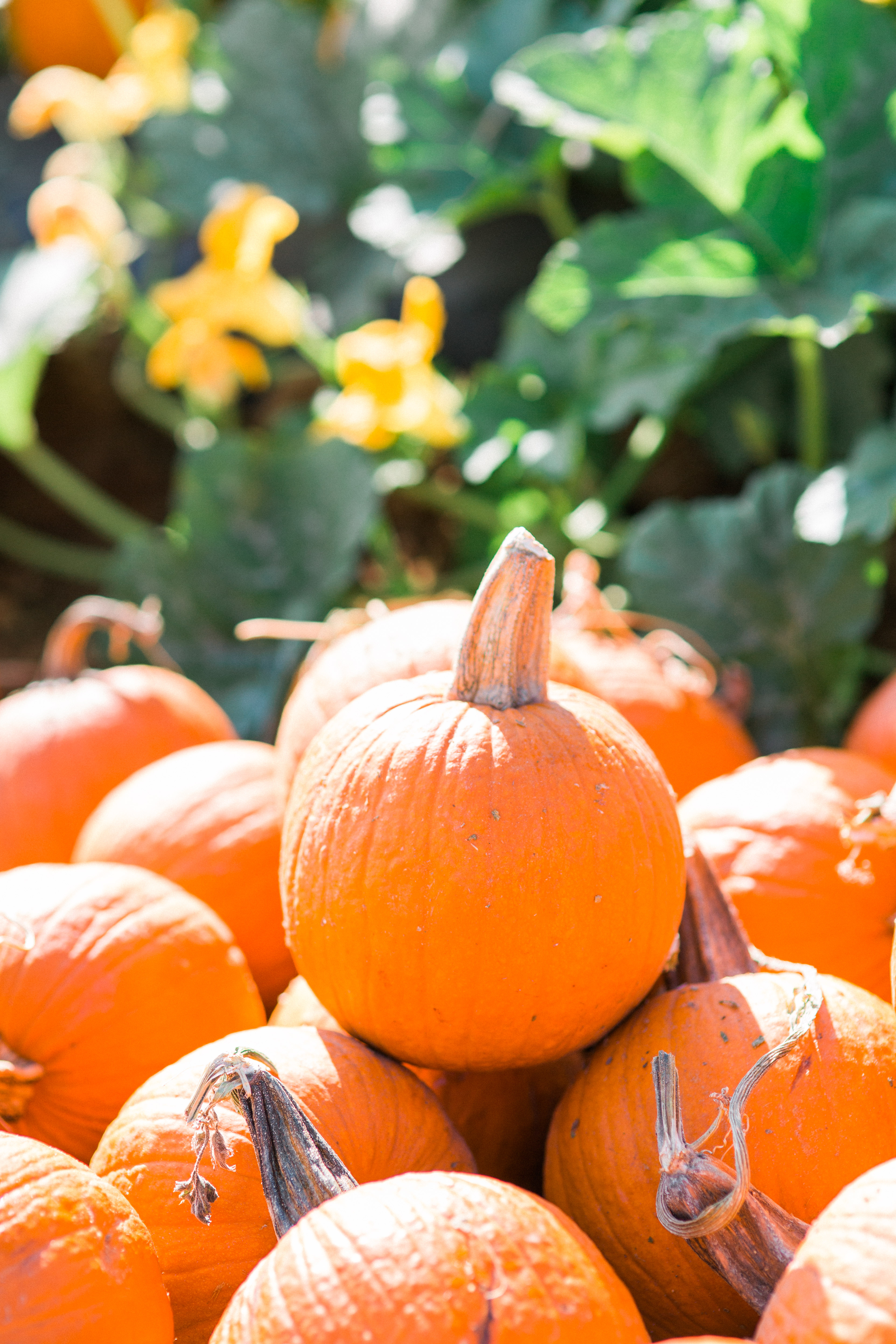 TG FARMS FALL SESSION | NORMAN, OK FAMILY PHOTOGRAPHER